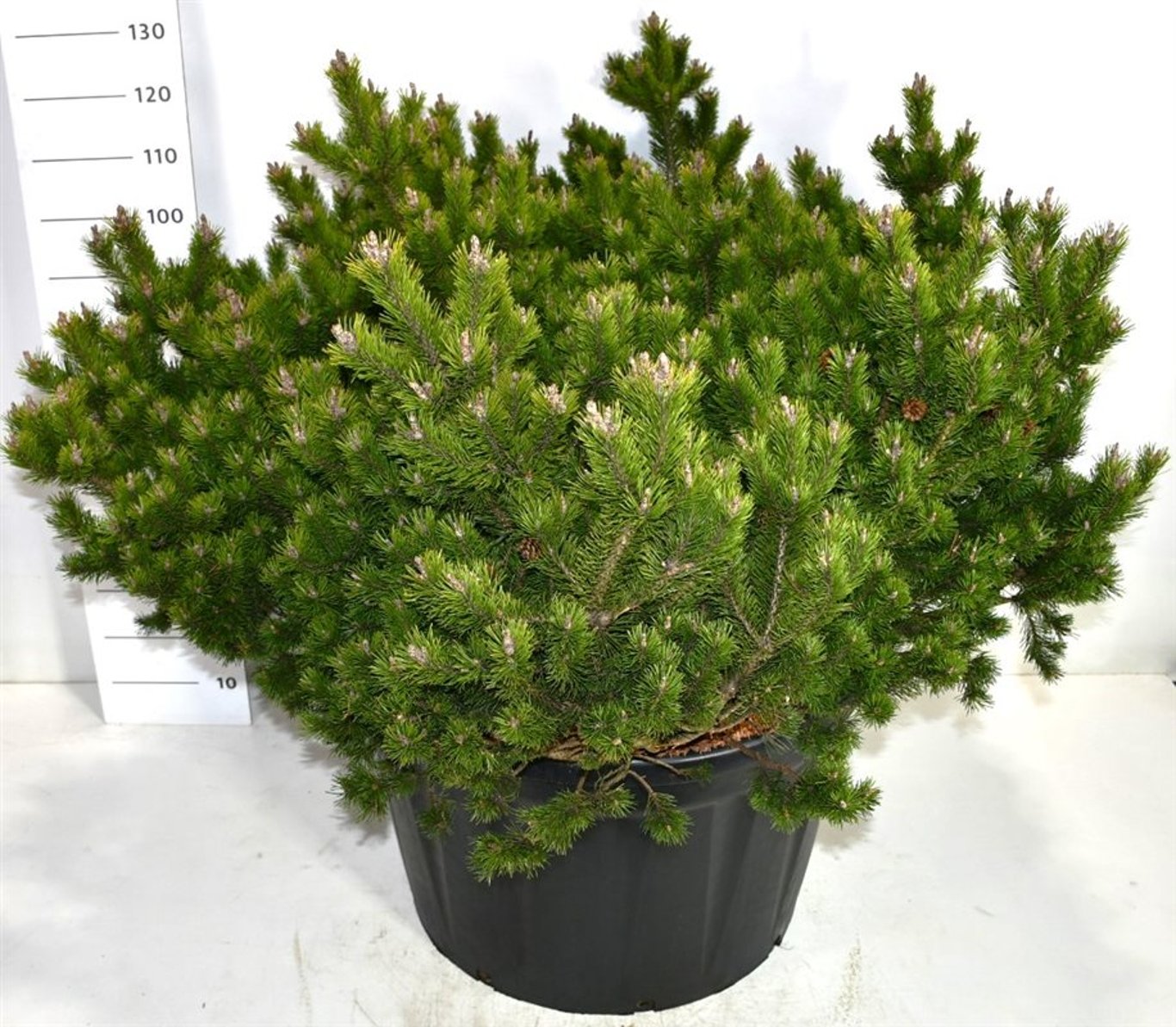 Pinus mugo 'Klosters Grun' - 125-150 CM in Cont.